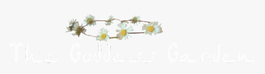 Pin Transparent Tumblr Banners Image Search Results - Oxeye Daisy, HD Png Download, Free Download