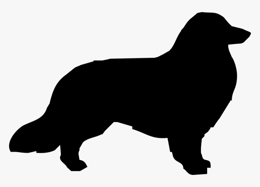 Dog, Collie, Border Collie, The Silhouette, Pet, Doggy - Border Collie Silhouette Png, Transparent Png, Free Download