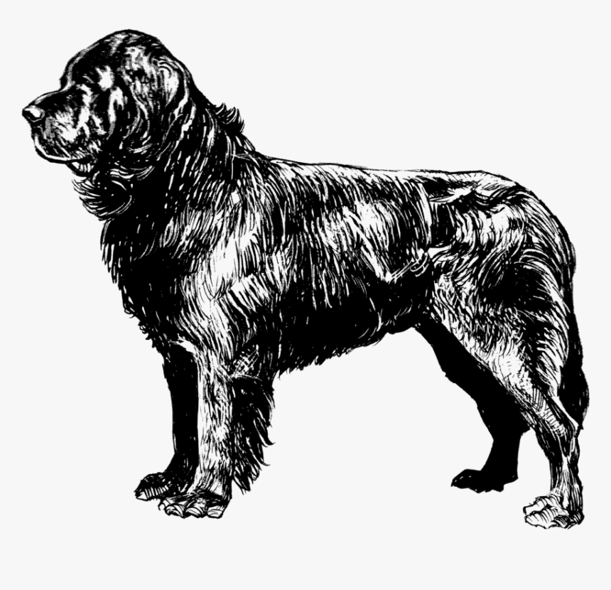 Newfoundland Dog Coloring Page, HD Png Download, Free Download