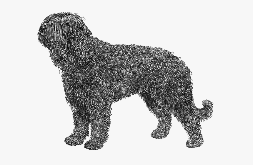 Barbet Dog Png, Transparent Png, Free Download