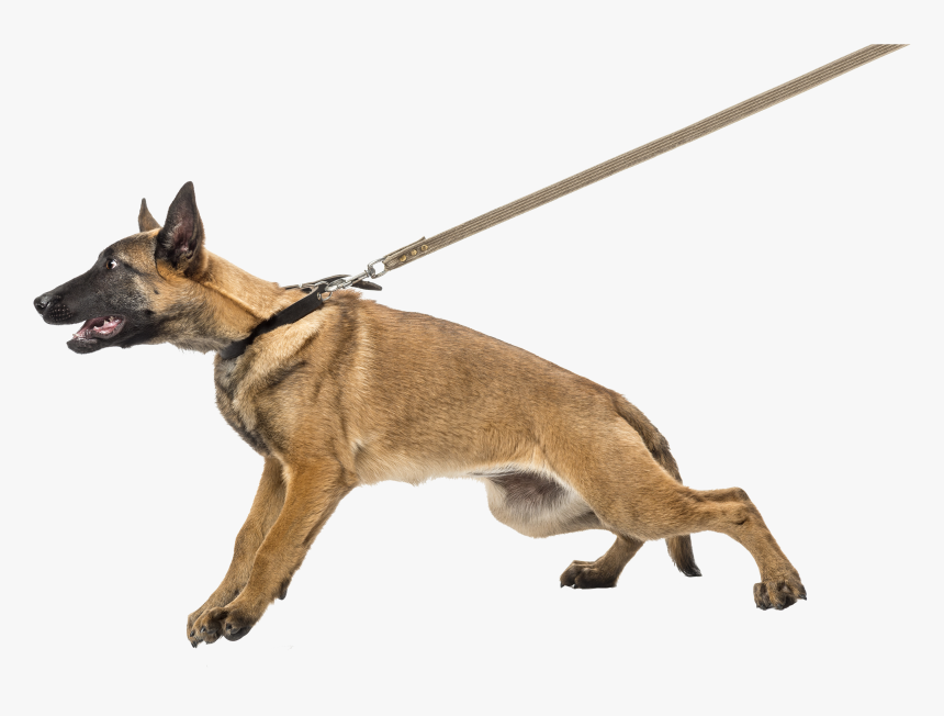 Dégats Du Collier Chien, HD Png Download, Free Download