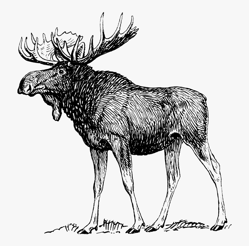 Free Vector Moose - Moose Black And White, HD Png Download, Free Download