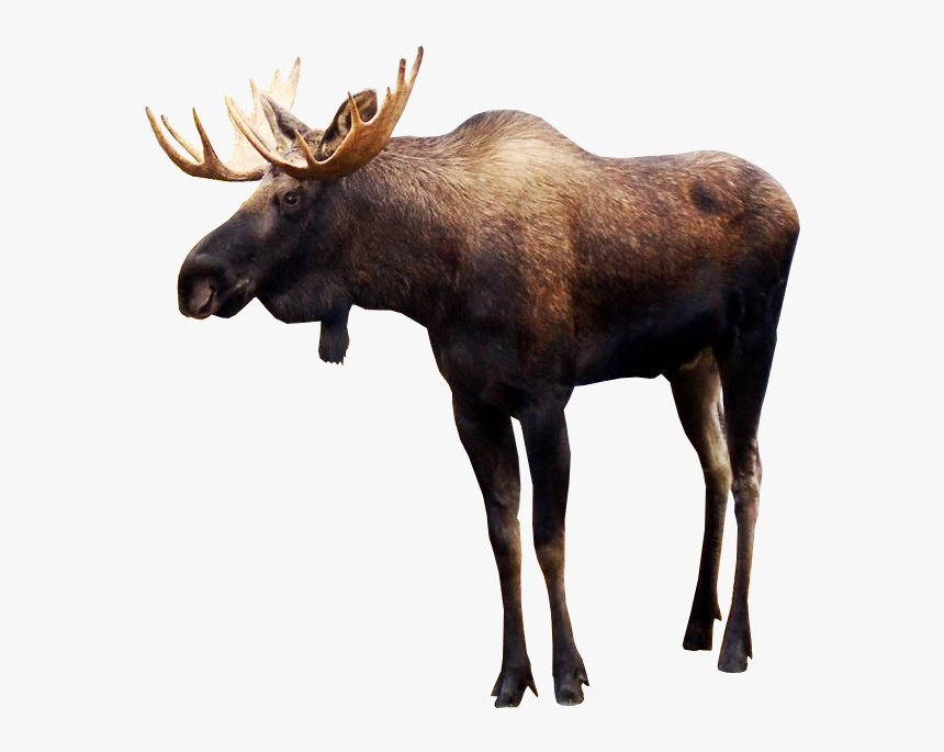 Moose Png Pic - Moose Png, Transparent Png, Free Download