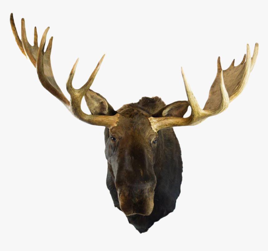 Transparent Moose Clipart - Mounted Moose Head Png, Png Download, Free Download