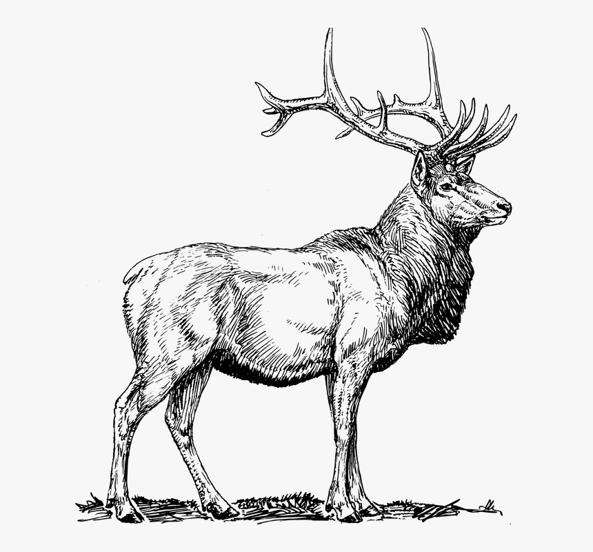 Elk, Moose, Deer, Head, Animal, Hunting, Antlers - Elk Black And White, HD Png Download, Free Download