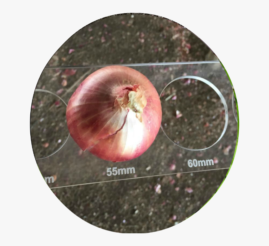 Orange Onions , Png Download - Pomegranate, Transparent Png, Free Download