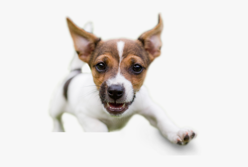 Animal Hospital Rio Rancho - Slimy Dog, HD Png Download, Free Download