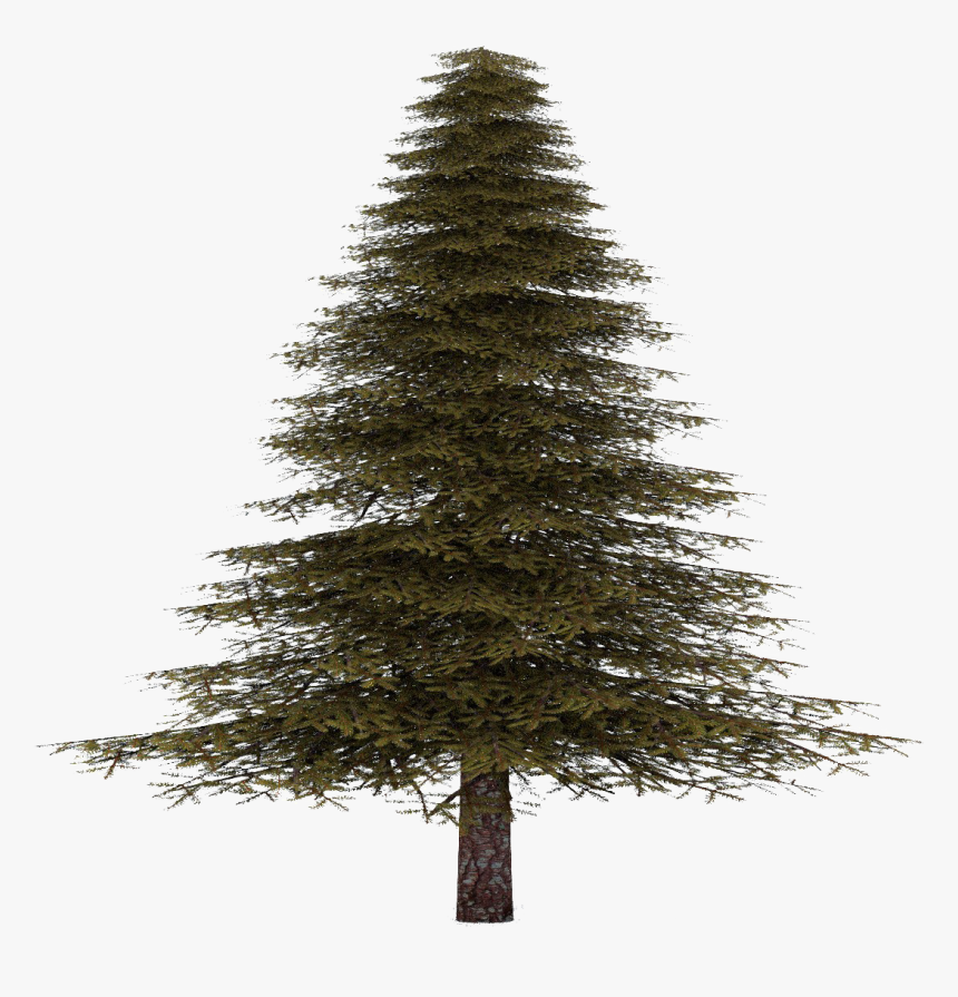 Fir Tree Png Free Download - Spruce Tree Transparent Background, Png Download, Free Download
