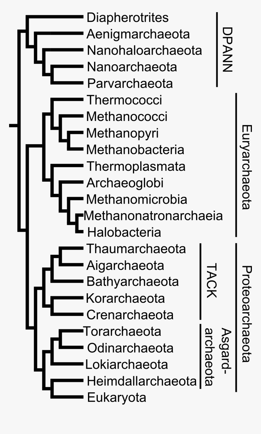 Archaeal Tree - Archaea Phyla, HD Png Download, Free Download