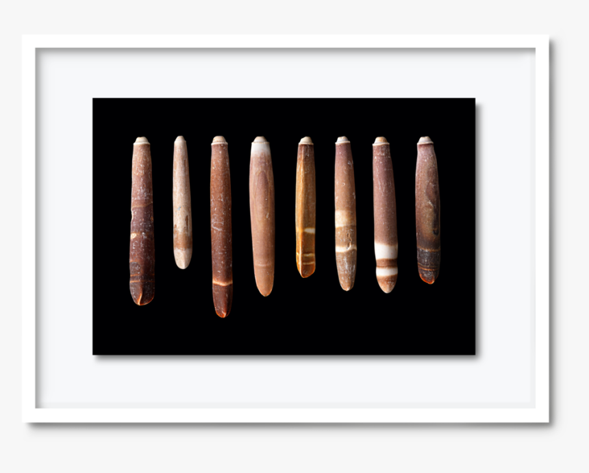 51 - Dav#pearce-shells1, HD Png Download, Free Download