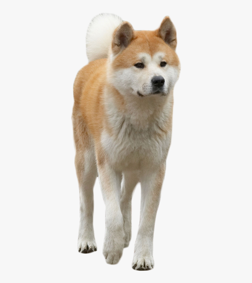 Akita Dog Png, Transparent Png, Free Download