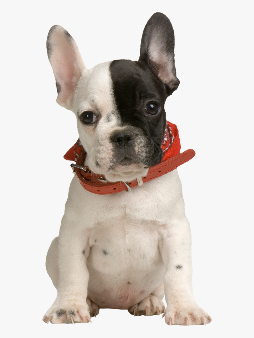 Puppy Png Clipart - French Bulldog Puppy Png, Transparent Png, Free Download