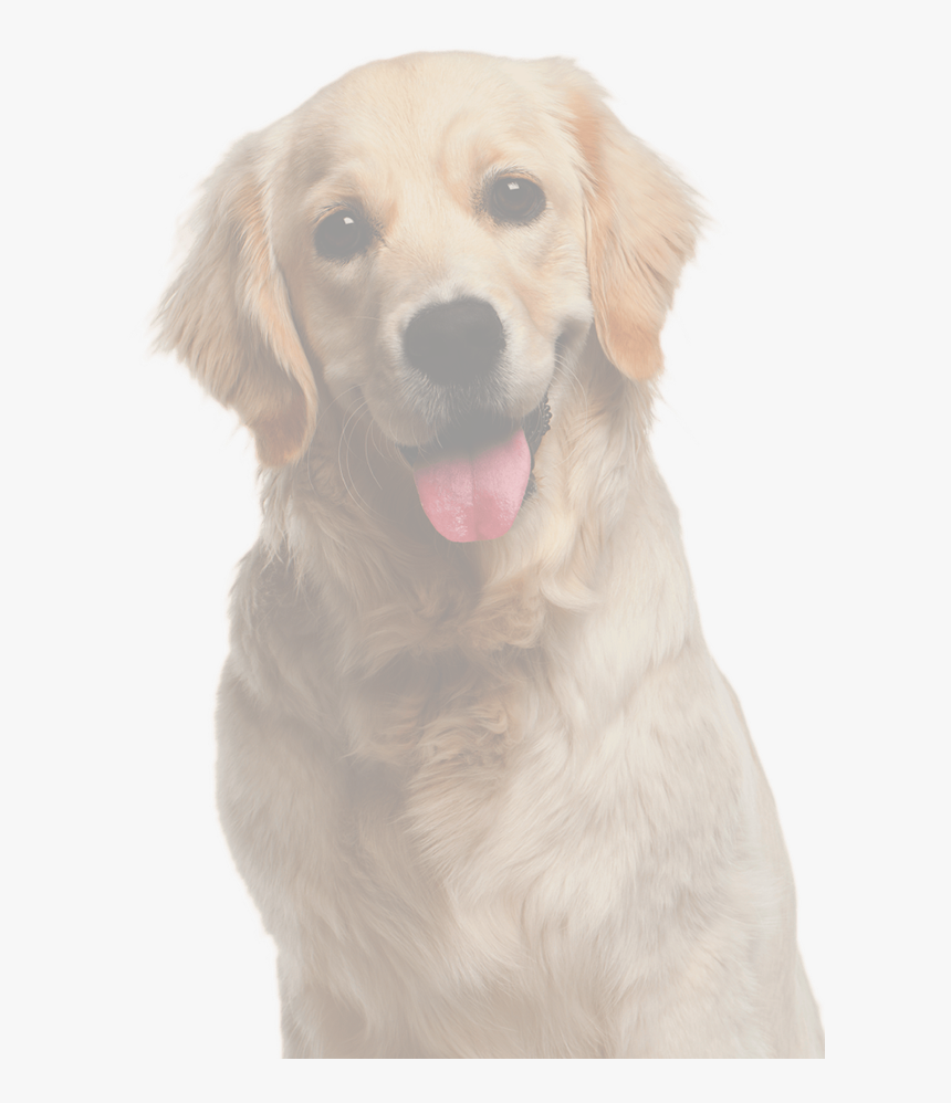 Doge - Golden Retriever, HD Png Download, Free Download