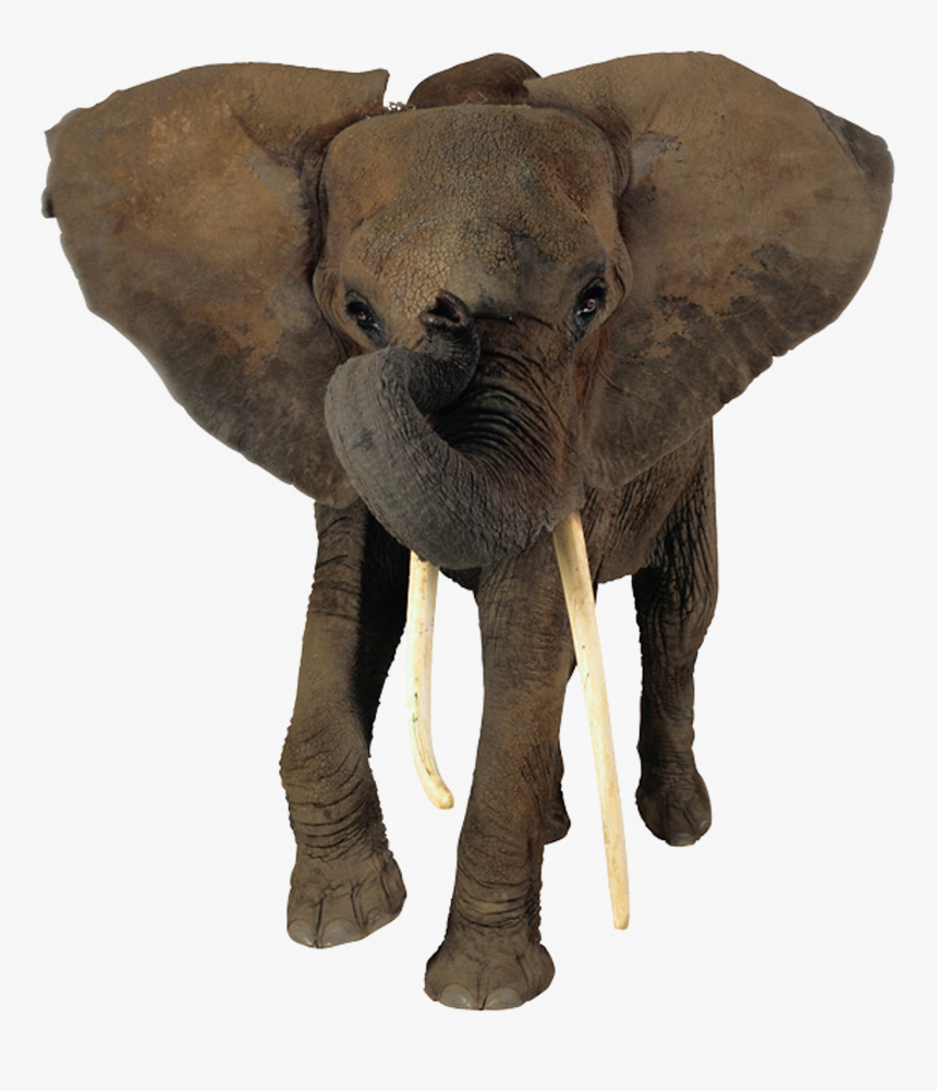 African Elephant Head Png - Transparent Background African Elephant Png, Png Download, Free Download