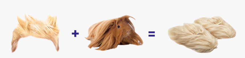 Equation - Shetland Pony, HD Png Download, Free Download