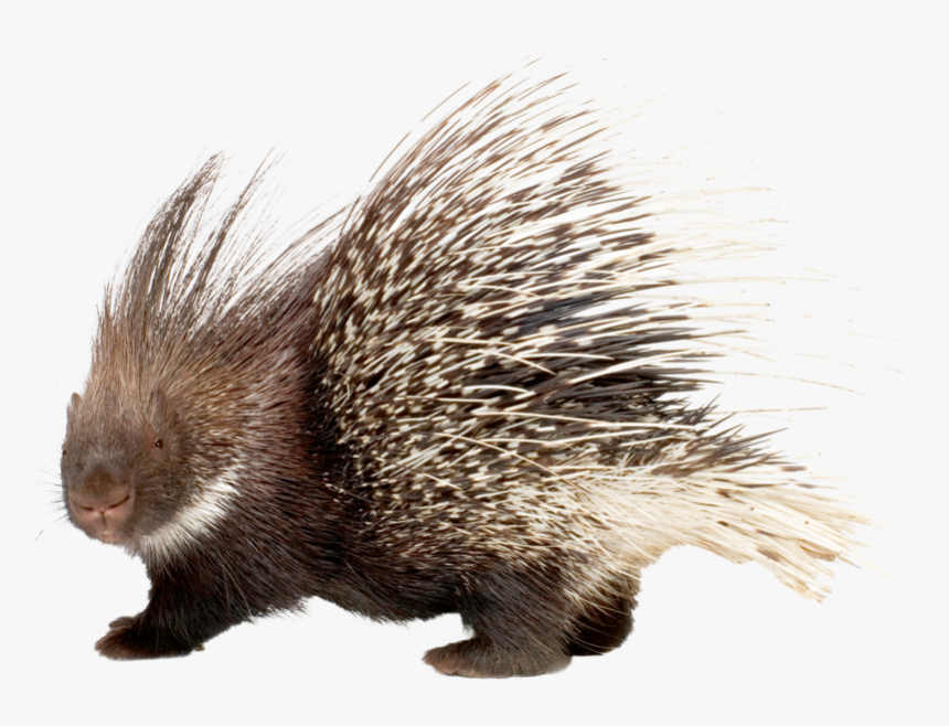 Erinaceidae Png Images - Porcupine Png, Transparent Png, Free Download