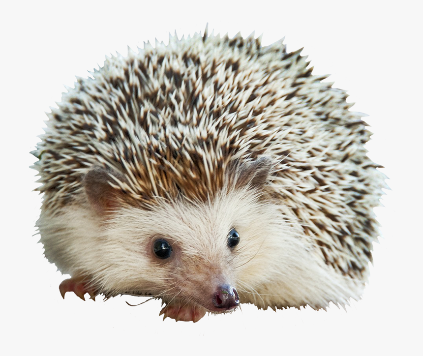 Adorable Little Hedgehog - Hedgehog Png, Transparent Png, Free Download