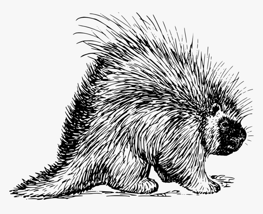 Porcupine, Tail, Spikes, Animal, Small, Snout, Wildlife - North American Porcupine Drawing, HD Png Download, Free Download