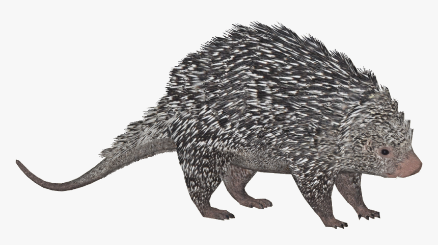 Zt2 Porcupine , Png Download - Porcupine, Transparent Png, Free Download