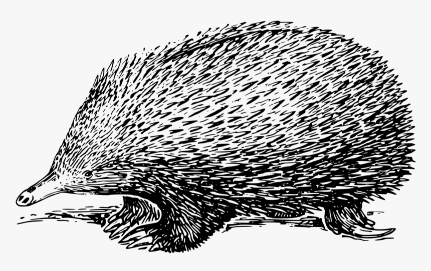 Porcupine, Animal, Mammal, Spines, Sharp, Rodents - Echidna Clipart Black And White, HD Png Download, Free Download