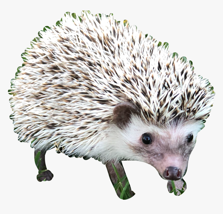 #hedgehog #hedgehogs #cute #animal #porcupine #freetoedit - Domesticated Hedgehog, HD Png Download, Free Download