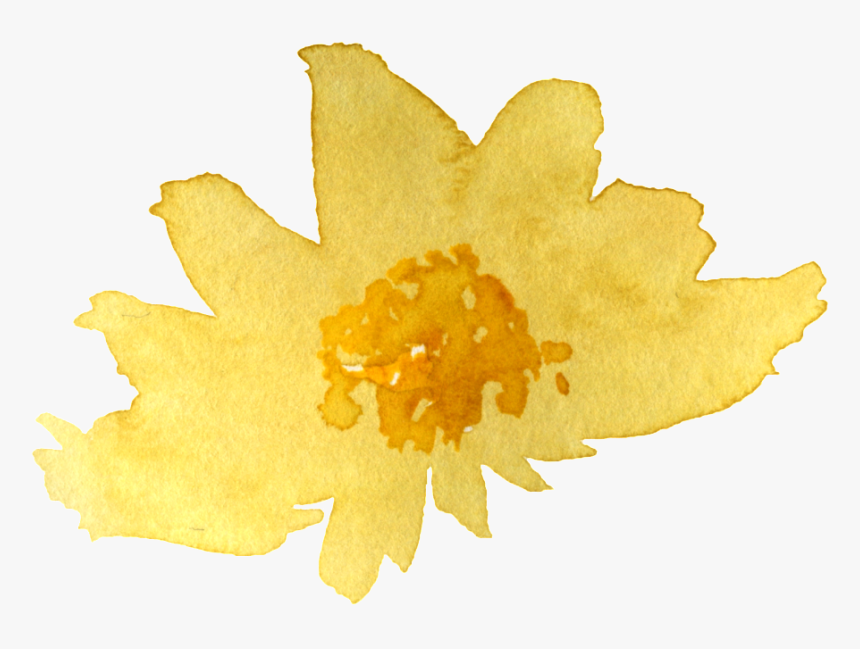 Watercolor Yellow Chrysanthemum Png - Sacred Lotus, Transparent Png, Free Download