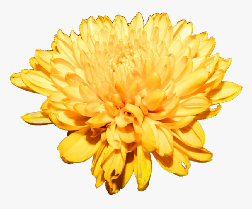 Chrysanthemum Png Free Download - Chrysanthemum, Transparent Png, Free Download