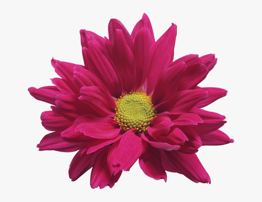Download Chrysanthemum Png Pic For Designing Projects - Chrysanthemum Red Transparent Background, Png Download, Free Download