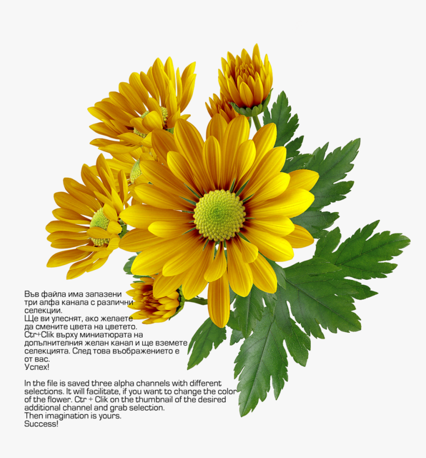 Chrysanthemum Png Transparent Image - Chrysanthemum Frames, Png Download, Free Download