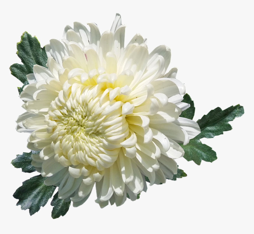 Chrysanthemum, White, Flower, Plant, Garden, Summer - White Chrysanthemum Flowers Png, Transparent Png, Free Download