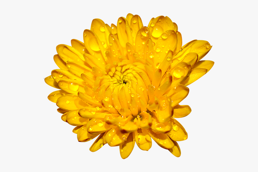 Chrysanthemum, Many Wings, Yellow - Crisantemi Gialli Png, Transparent Png, Free Download