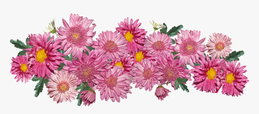 Flowers, Chrysanthemum, Pink, Arrangement, Garden - Chrysanthemum Flower Arrangement, HD Png Download, Free Download