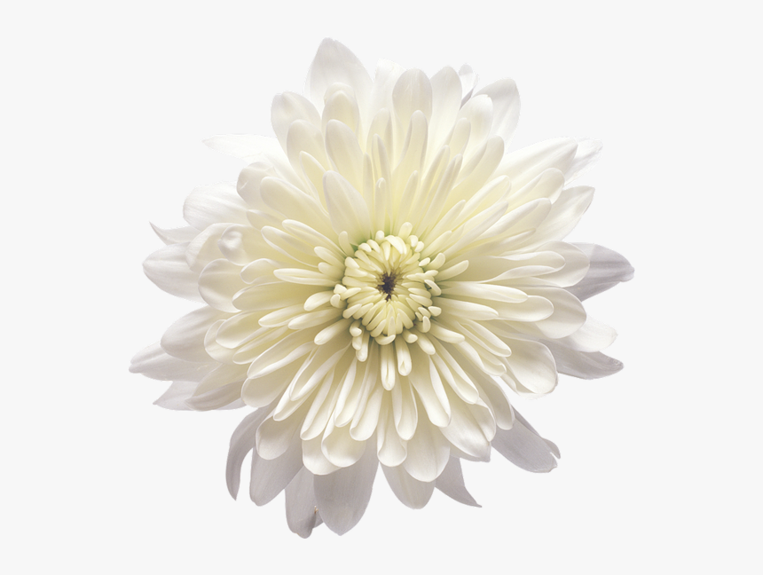 White Chrysanthemum Flower Png, Transparent Png, Free Download