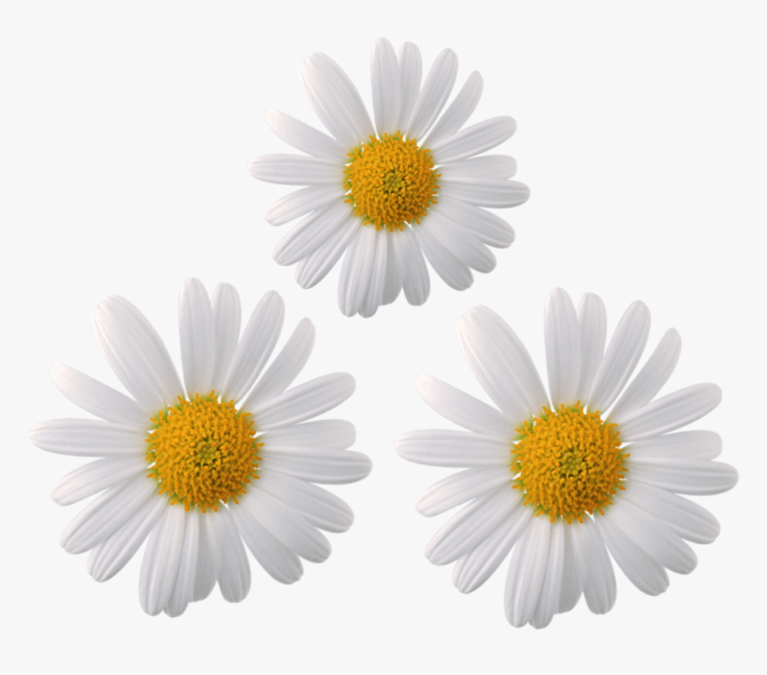 #daisy #flower #flowers #moodboard #galaxy #whiterose - Transparent Daisy Flower Png, Png Download, Free Download