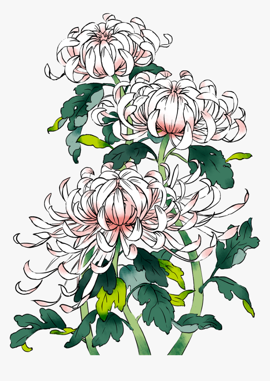 Picture Download Chrysanthemums Drawing Sketch - Chinese Chrysanthemum Drawing, HD Png Download, Free Download