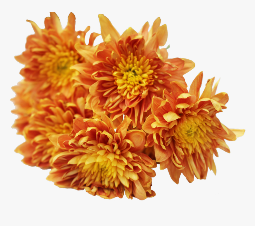 Yellow Chrysanthemum Png Download, Transparent Png, Free Download