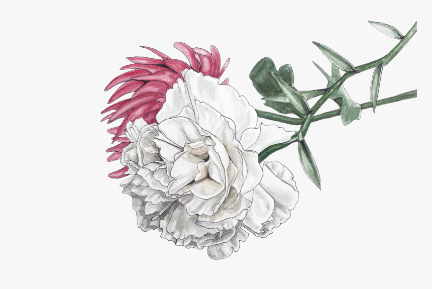 Illustration Chrysanthemum Png, Transparent Png, Free Download