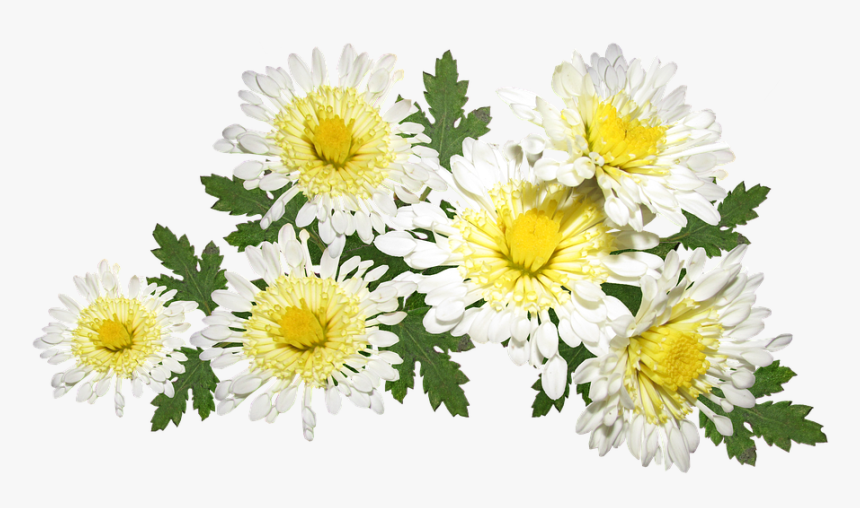 Flowers, White, Chrysanthemum, Mothers Day, Garden - Hoa Cúc Trắng Png, Transparent Png, Free Download