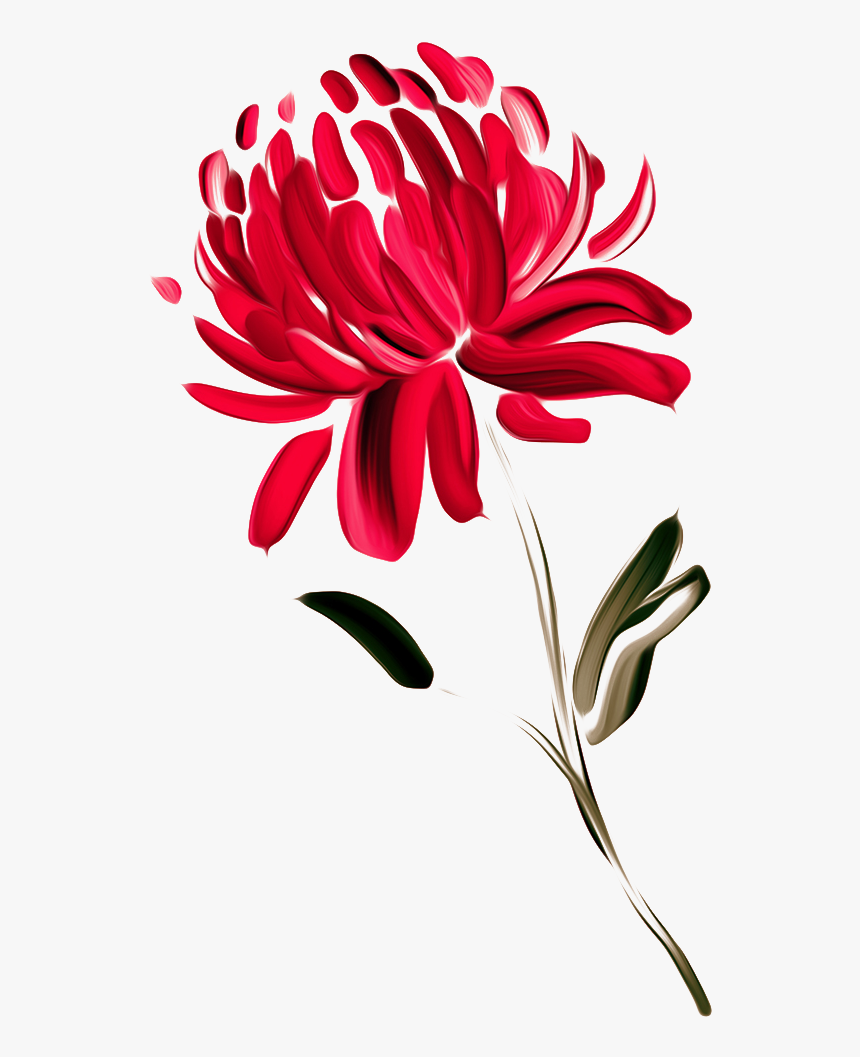 Australia Waratah Painted Chrysanthemums Chrysanthemum - Australian Flowers Clipart Png, Transparent Png, Free Download