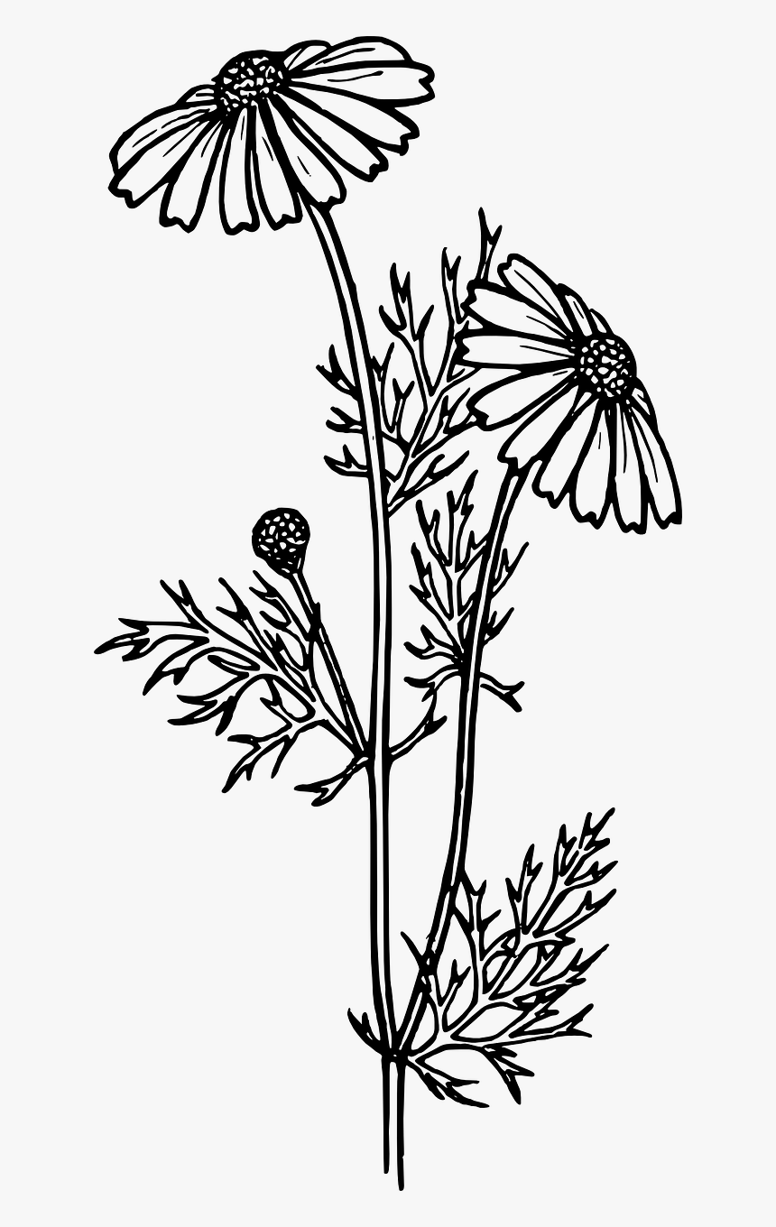 Realistic Plant Clip Art Black And White, HD Png Download, Free Download