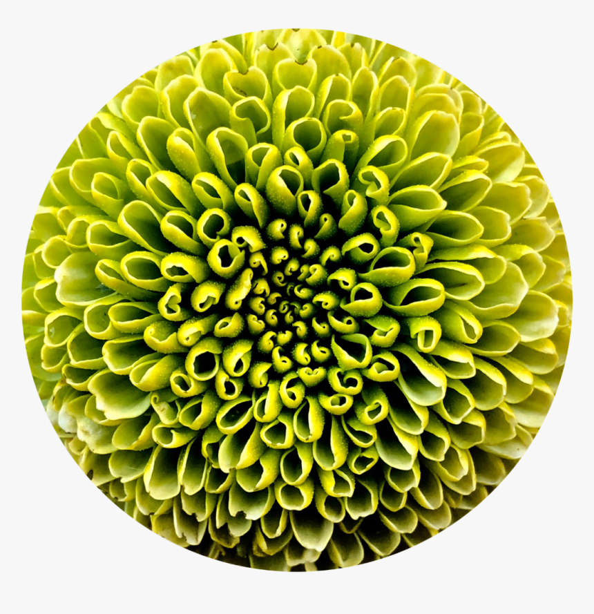 Transparent Chrysanthemum Png - Dahlia, Png Download, Free Download