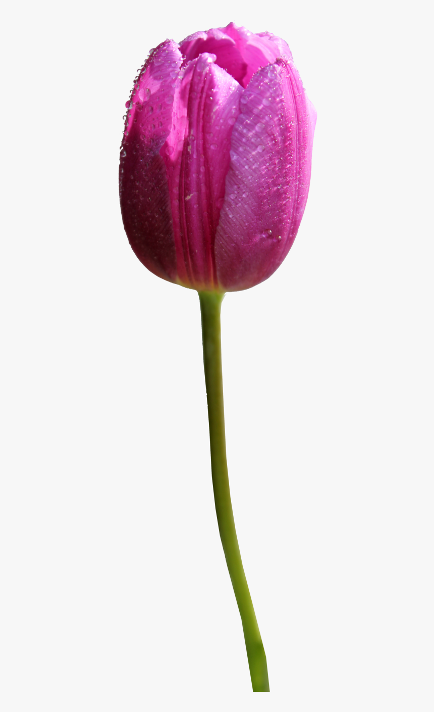 Tulip Png Hd"
								 Title= - Tulip Flower Transparent Background, Png Download, Free Download