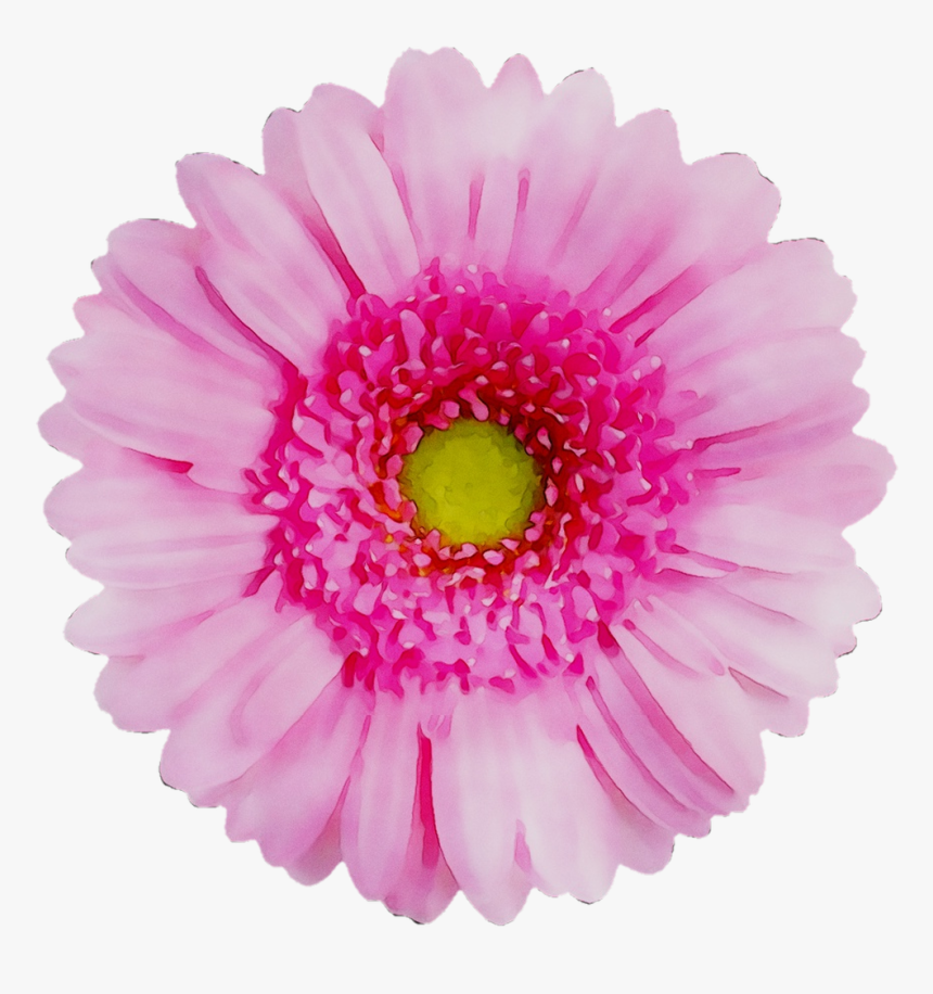 Flower Yellow Transvaal Chrysanthemum Daisy Red Clipart - Transparent Background Transparent Flowers, HD Png Download, Free Download