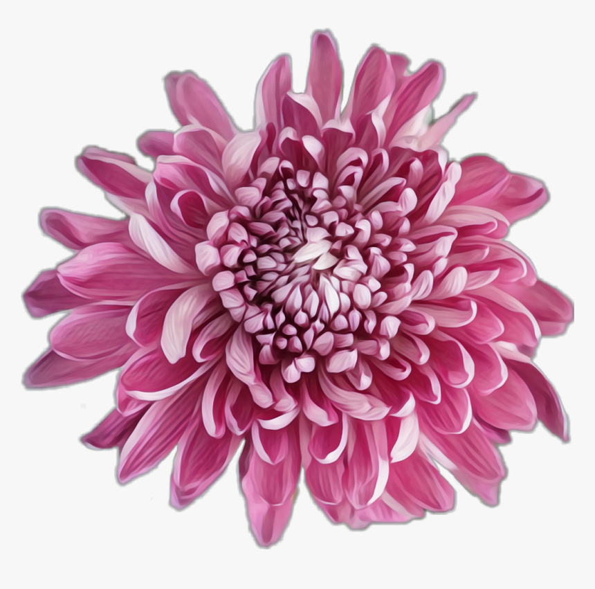 #flower #pink #chrysanthemum - Dahlia, HD Png Download, Free Download