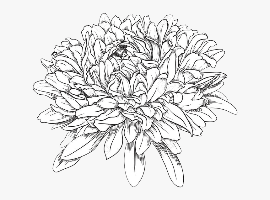 Chrysanthemum Drawing , Png Download - Chrysanthemum Drawing, Transparent Png, Free Download