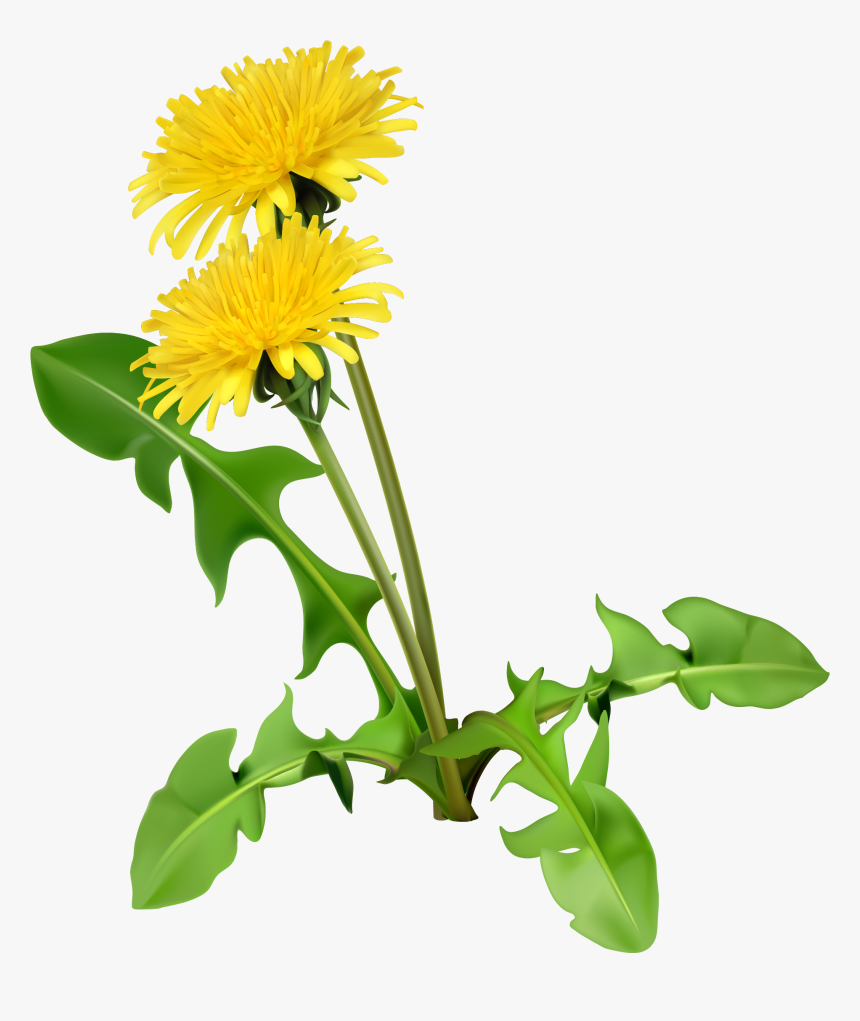 Dandelion Clipart Daisy - Dandelion Cartoon, HD Png Download, Free Download