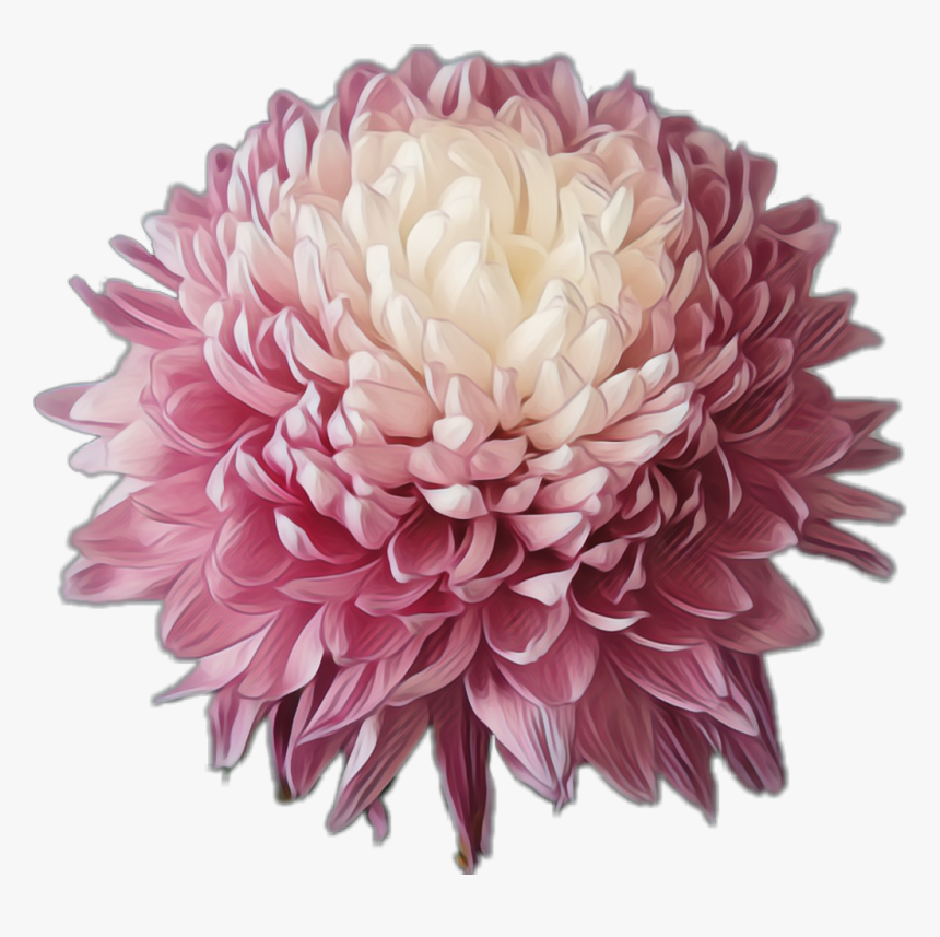 #flower #chrysanthemum #plantsandflowers #pink, HD Png Download, Free Download
