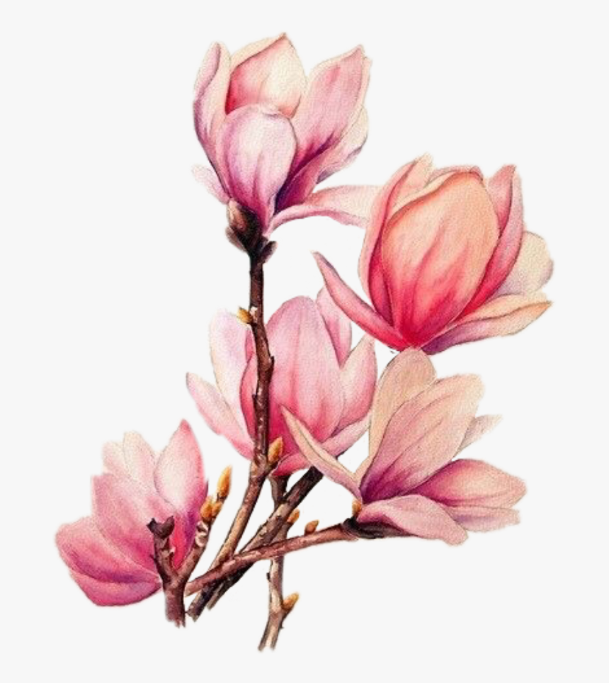 Tattoo Flower Branches Magnolia Watercolour Watercolor - Magnolia Flower Tattoo Design, HD Png Download, Free Download