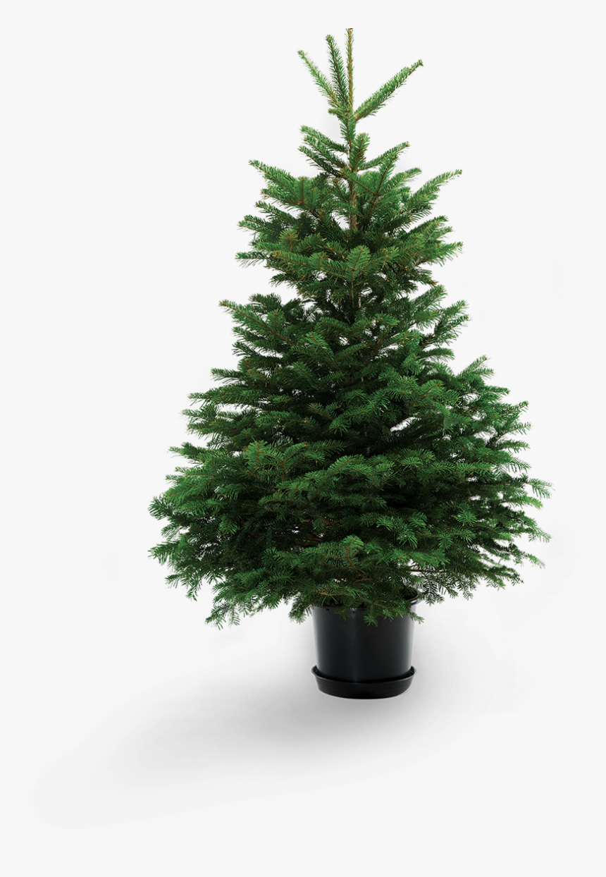 Christmas Tree Branch Png, Transparent Png, Free Download