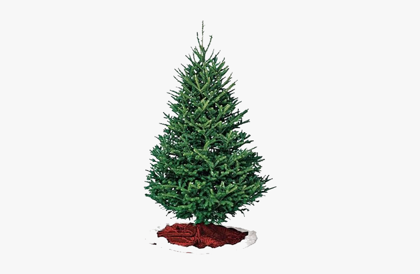 Fraser Pine Christmas Tree, HD Png Download, Free Download